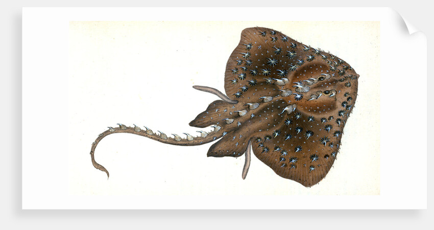 Starry Ray, Raja radiata by E. Donovan