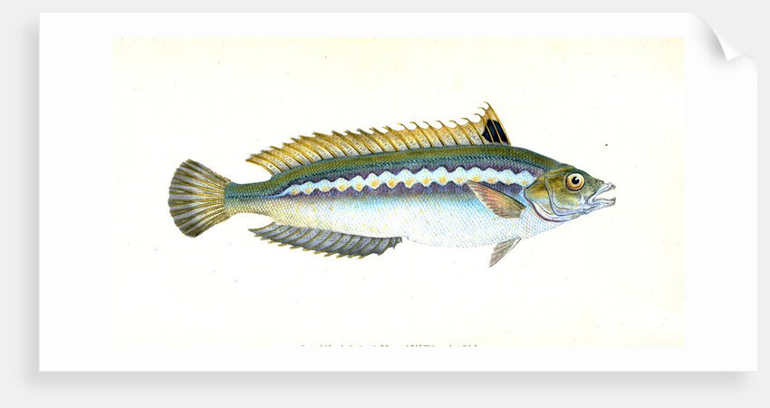 Indented-striped Wrasse, Labrus Julis by E. Donovan