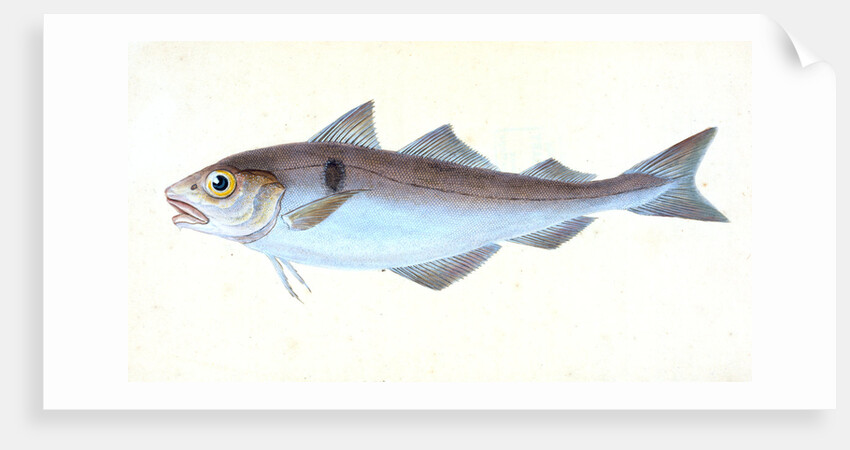 Alpine Charr, Salmo alpinus by E. Donovan