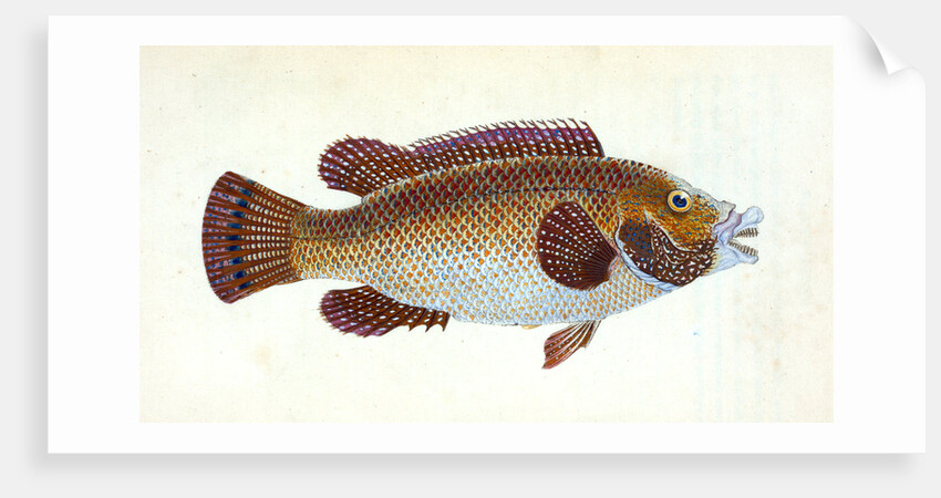 Old Wife Wrasse, Labrus Tinca by E. Donovan