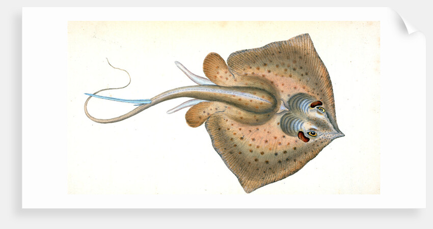 Sting Ray, Raja Pastinaca by E. Donovan