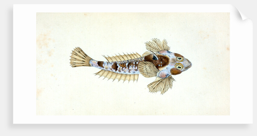 Sordit Dragonet, Callionymus Dracunculus by E. Donovan