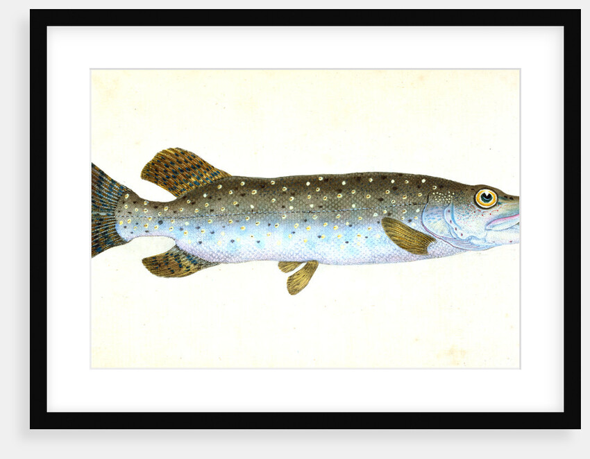 Common Pike, Esox Lucius by E. Donovan
