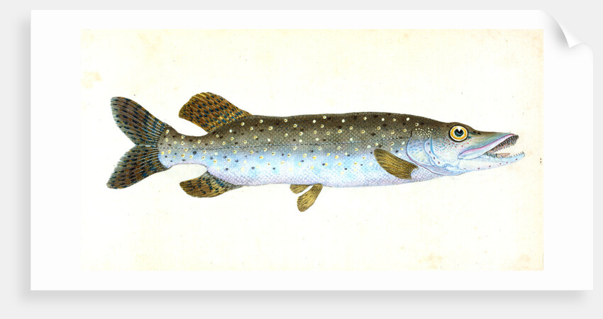 Common Pike, Esox Lucius by E. Donovan