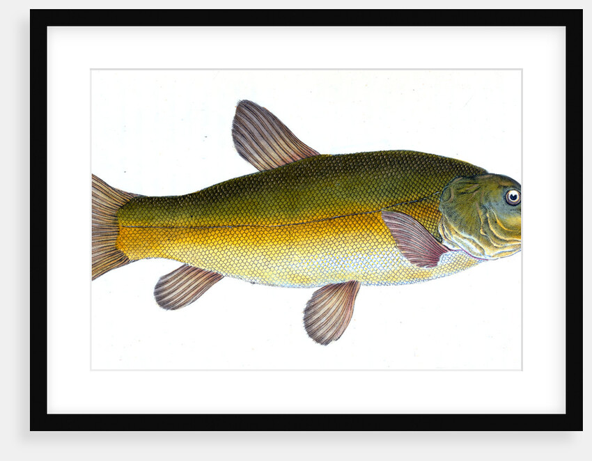 Tench, Cyprinus Tinca by E. Donovan