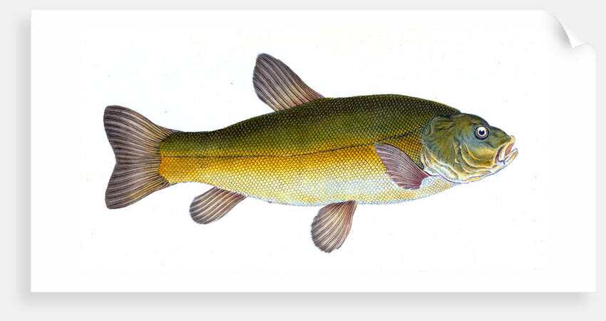 Tench, Cyprinus Tinca by E. Donovan
