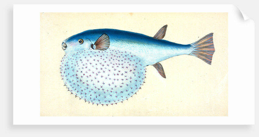 Diminutive Sucker, Cyclopterus Montagui by E. Donovan