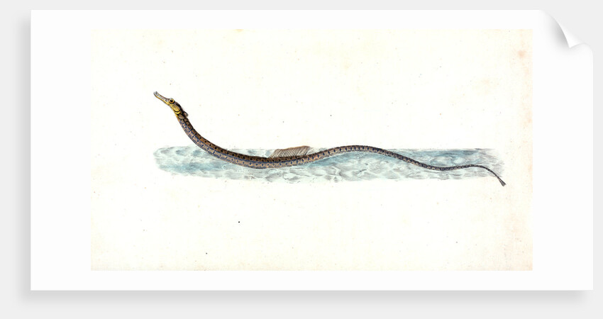 Minow, Cyprinus phoxinus by E. Donovan