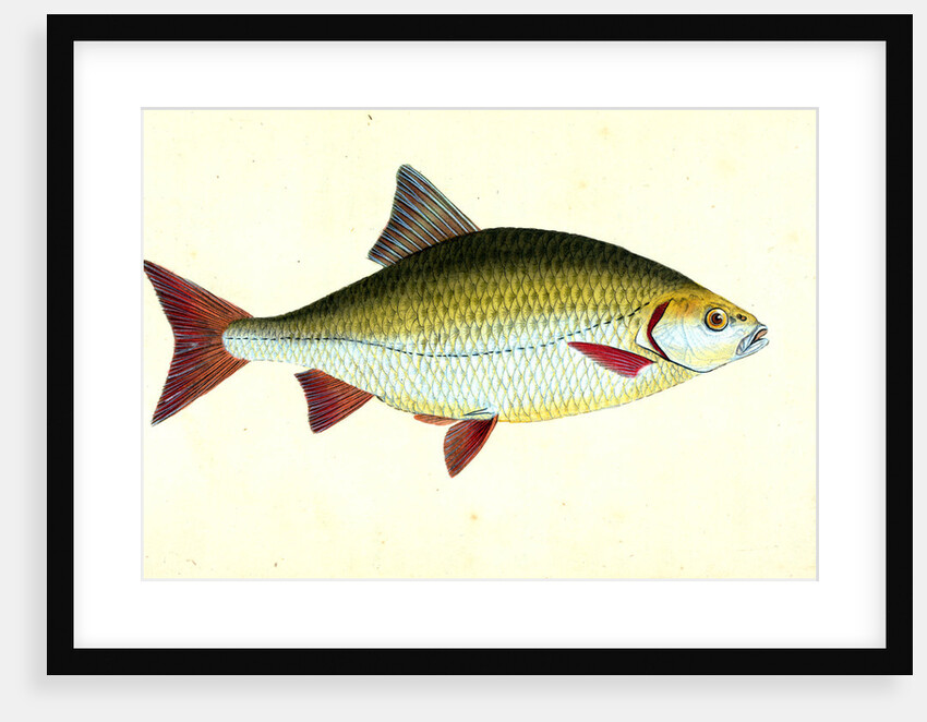 Red-eye, Cyprinus erythropthalmus by E. Donovan