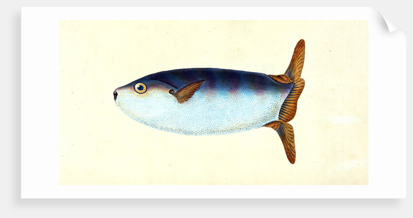 Truncated Sun-fish, Tetrodon truncatus by E. Donovan