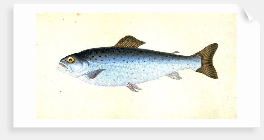 Sewen, Ssalmo Cambricus by E. Donovan