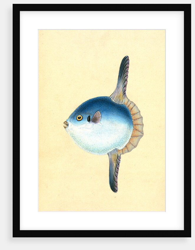 Short Sun-fish, Tetrodon Mola by E. Donovan