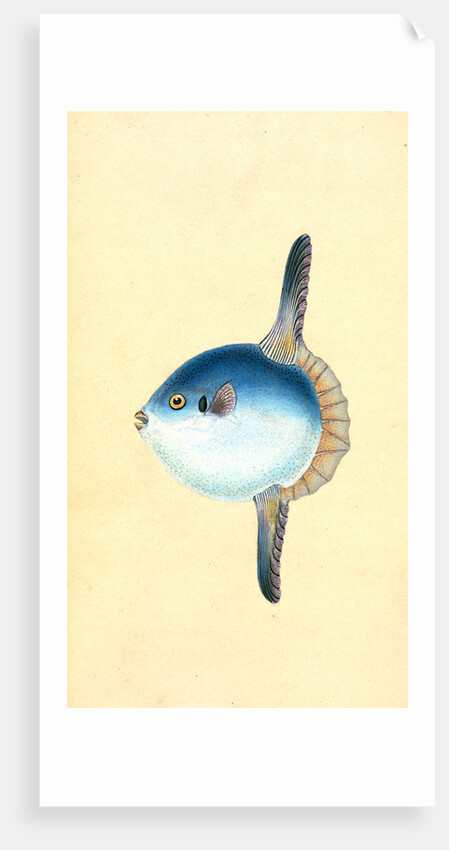 Short Sun-fish, Tetrodon Mola by E. Donovan