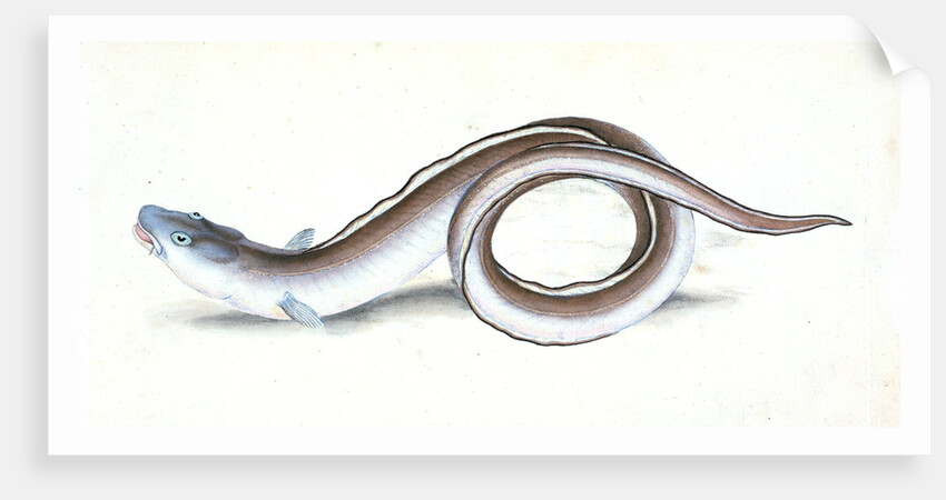 Conger Eel, Muraena Conger by E. Donovan