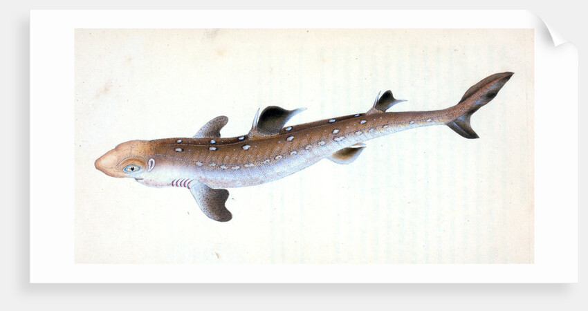 Picked Shark, or Dog Fish by E. Donovan