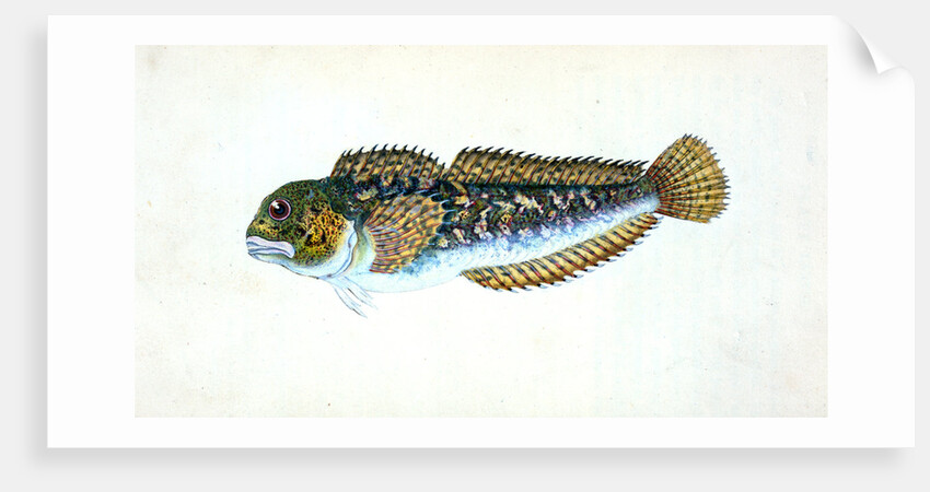 Blenny, smooth, Blennius Pholis by E. Donovan