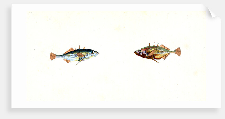 Stickleback, three-spined, Gasterosteus Aculeatus by E. Donovan
