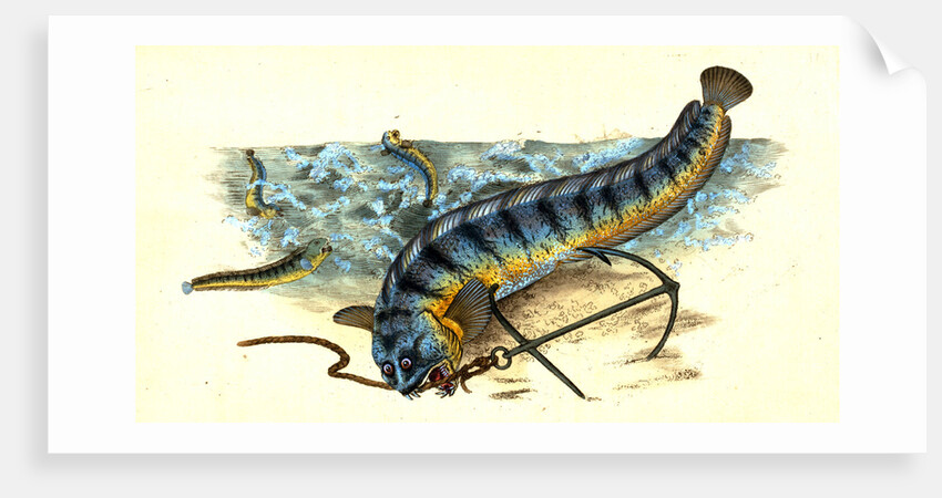 Wolf-fish, Anarhichas Lupus, 1802 by E. Donovan