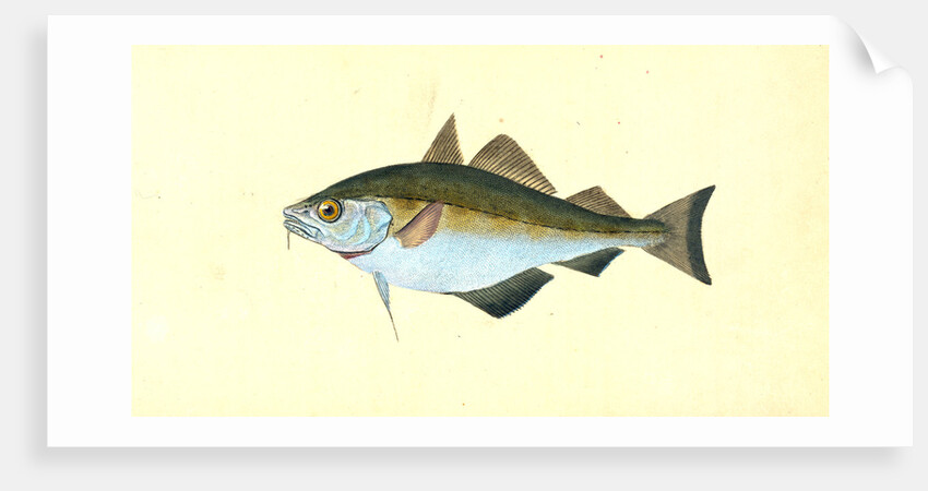 Bib, Gadus Luscus by E. Donovan