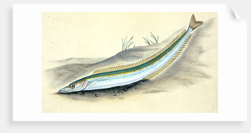 Sand Launce, Ammodytes Tobianus by E. Donovan