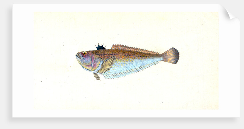 Weever, Trachinus Draco by E. Donovan