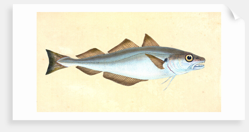 Whiting, Gadus Merlangius by E. Donovan