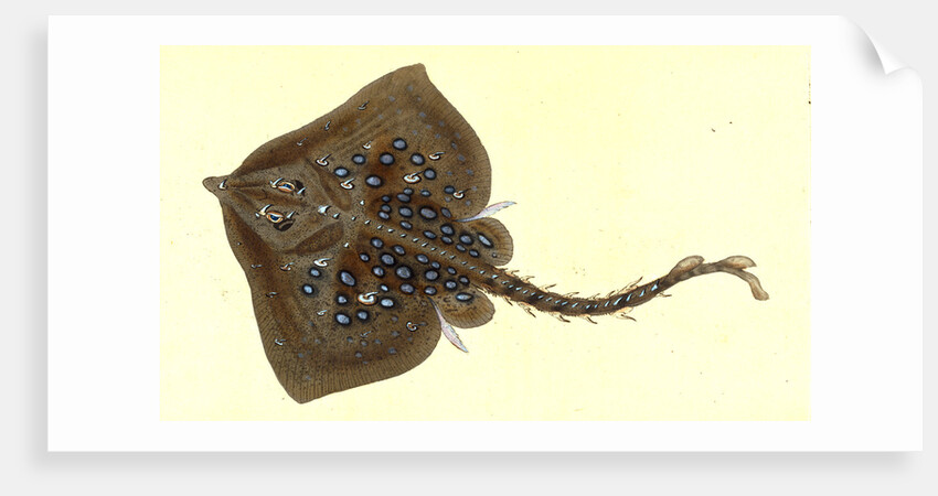 Thornback, Raia clavata by E. Donovan