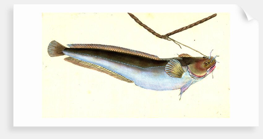 Cod, five-beared, Gadus Mustella by E. Donovan