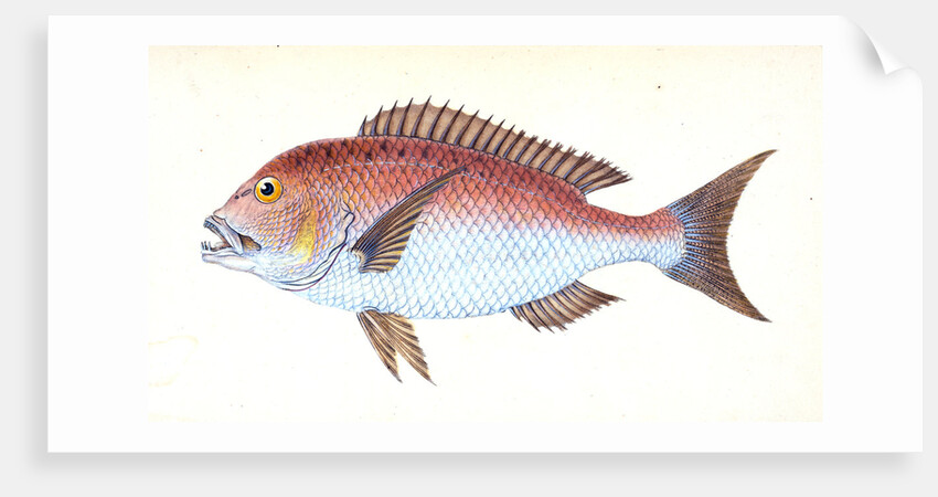 Sparus, four-toothed, Sparus dentex by E. Donovan