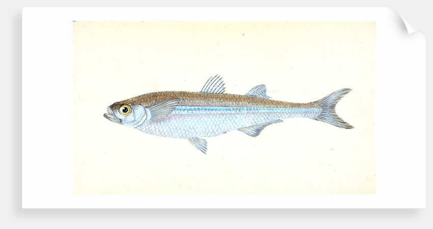 European Atherine, Atherina Hepsetus by E. Donovan