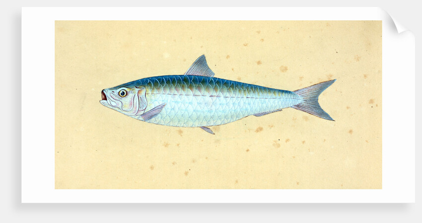 Gudgeon, Cyprinus Gobio by E. Donovan