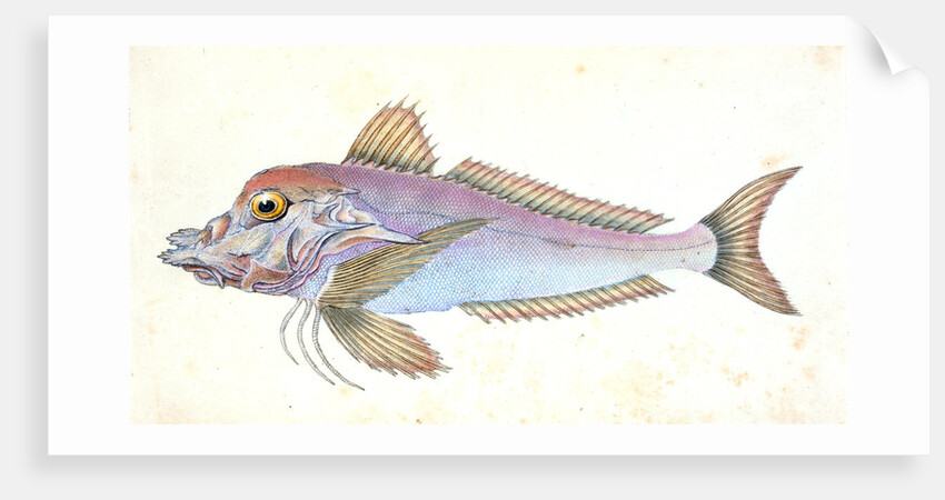 Piper, Trigla Lyra by E. Donovan