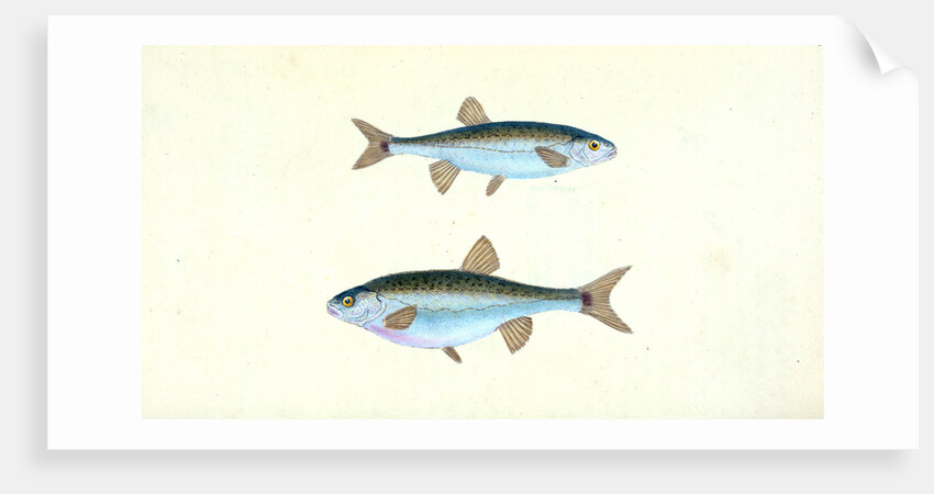 Sole, Pleuronectes Solea by E. Donovan