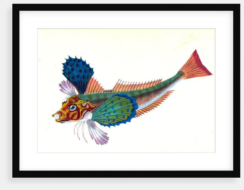 Gumard, sapphirine, Trigla hirundo by E. Donovan