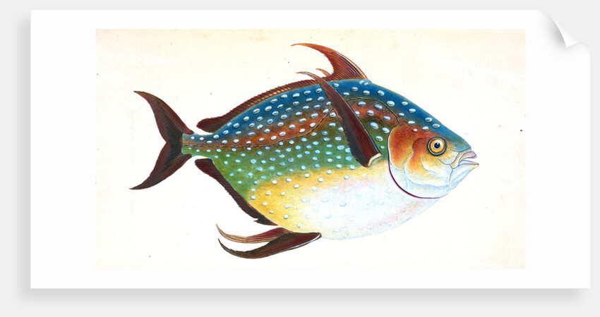 Opah, or King-fish, Zeus Luna by E. Donovan