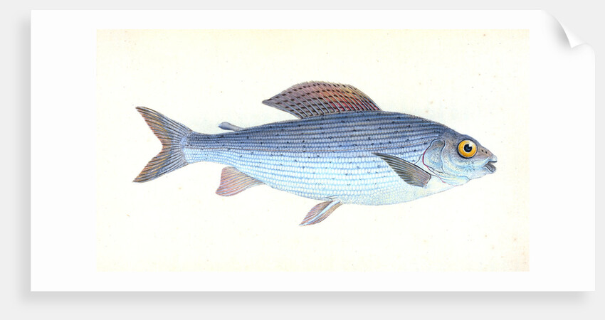Grayling, Salmo Thymallus by E. Donovan