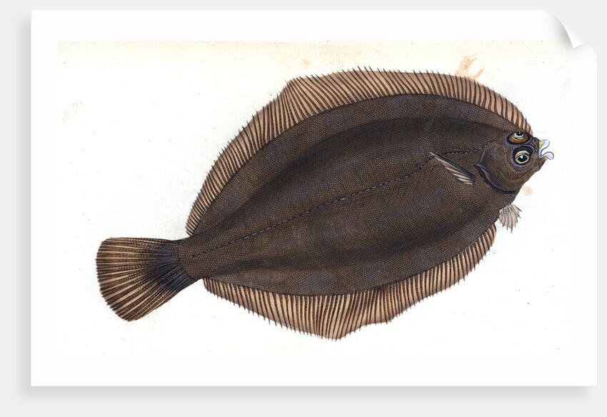 Basse, Perca labrax by E. Donovan