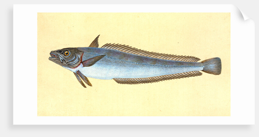 Hake, Gadus Merluccius by E. Donovan
