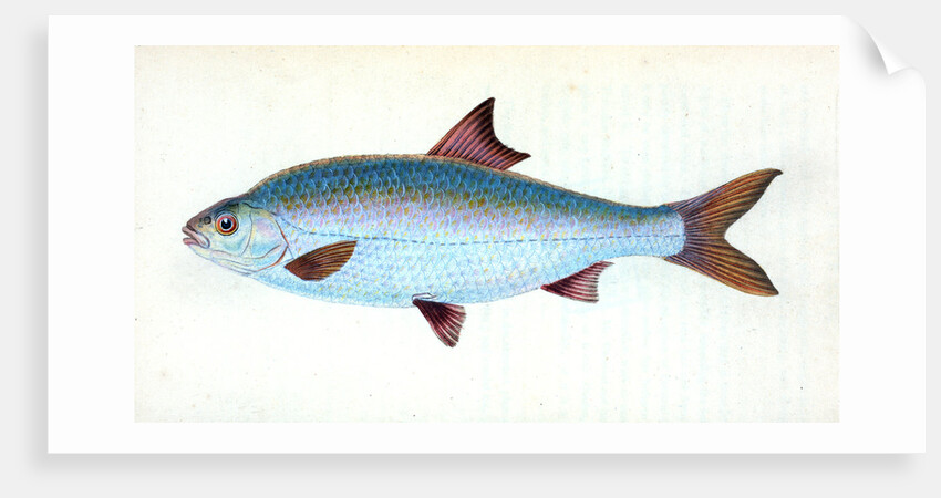 Pilchard,Clupea pilcardus by E. Donovan