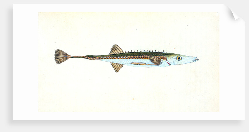 Smelt, Salmo eperlanus by E. Donovan