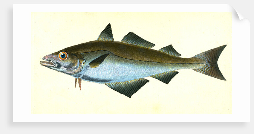 Pollack, Gadus Pollachius, 1802 by E. Donovan