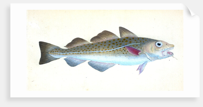 Common Cod-fish, Gadus Morhua by E. Donovan