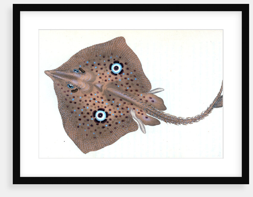 Mirror Ray, Raja miraletus by E. Donovan