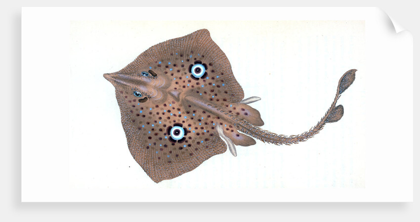 Mirror Ray, Raja miraletus by E. Donovan