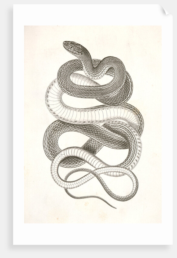 Eutania vagrans, The Large-headed Striped Snake. [?] by George Suckley