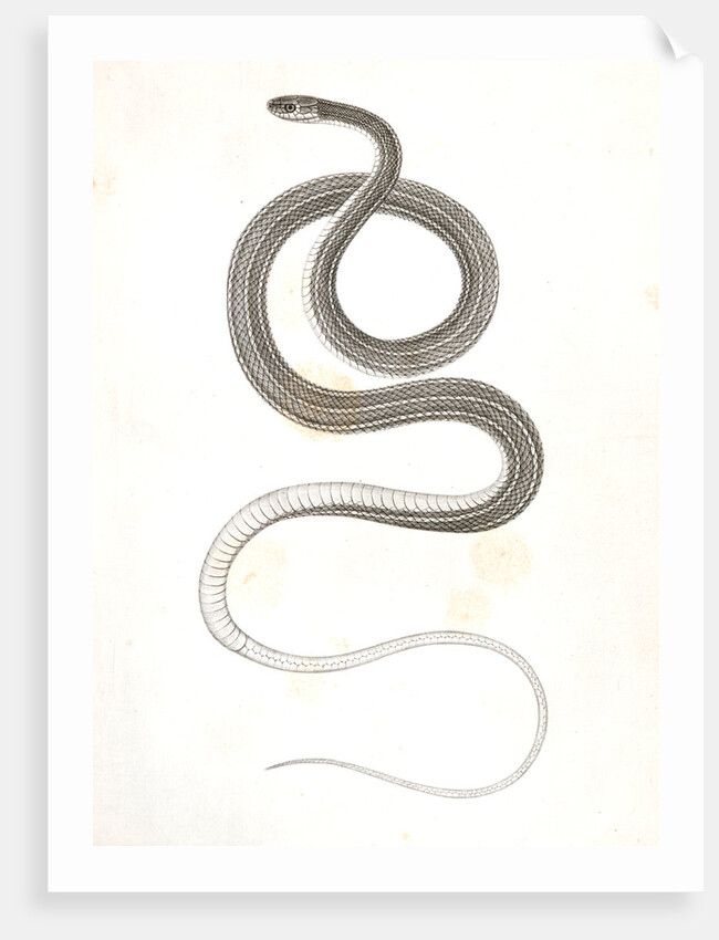 Eutania faireyi, young, Prairie Water Snake by George Suckley