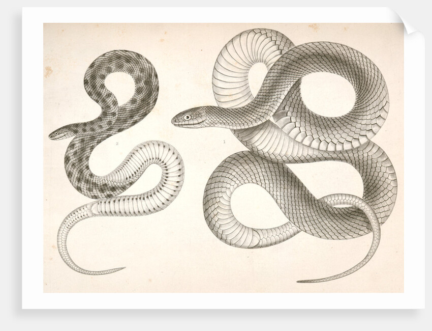 1. Bascanion vetutustus, Blue Racer (Washington Territory); 2. Regona Kirtlandii, Kirtland's Snake by George Suckley