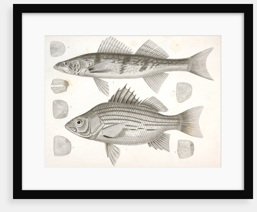 1-4. Labrax chrysops, Bass of the Mississippi, 5-8. Stizostedion boreus, Okow or Pike Perch by George Suckley