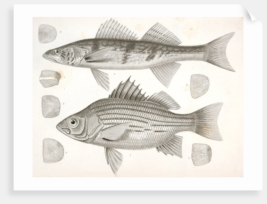 1-4. Labrax chrysops, Bass of the Mississippi, 5-8. Stizostedion boreus, Okow or Pike Perch by George Suckley