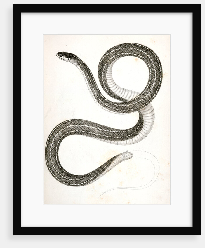 Eutania faireyi, Fairey's Garter Snake by George Suckley